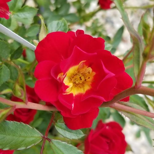 Rood - bodembedekkende rozen